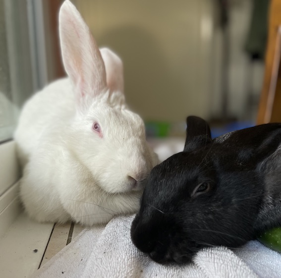 Celebrating our mighty rabbits – Liberty Foundation Australia